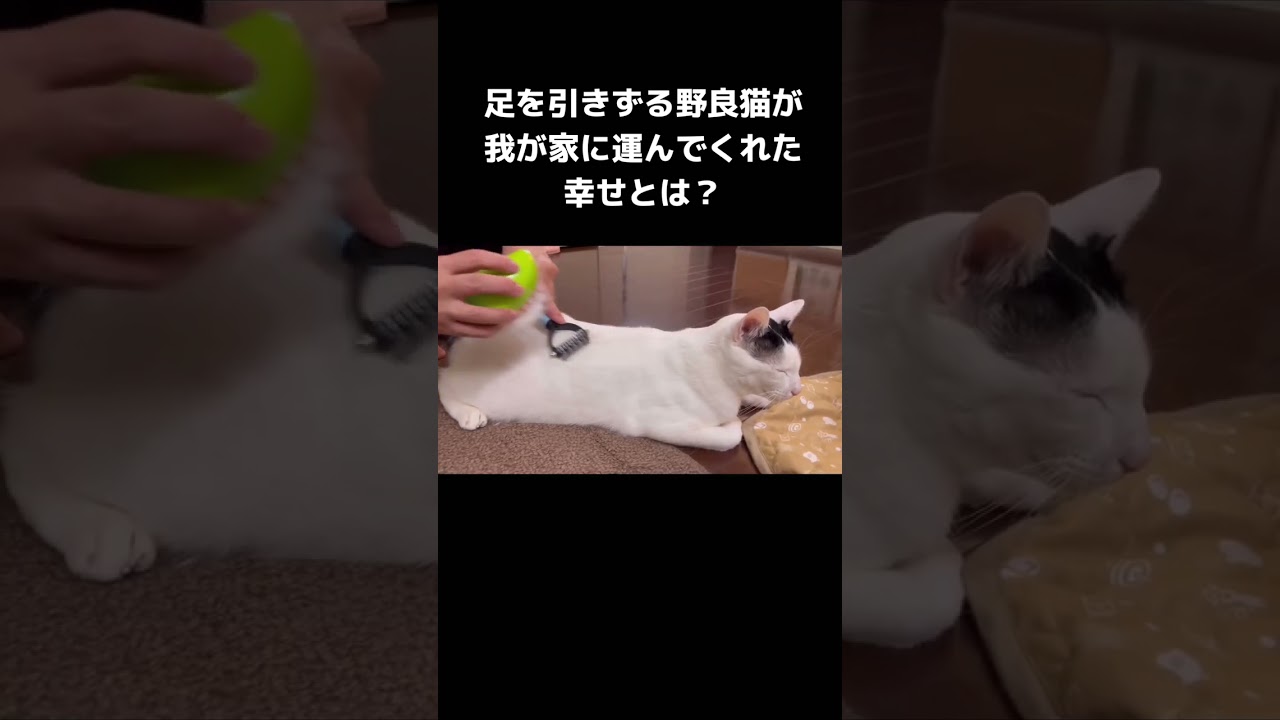 足を引きずる野良猫が我が家に運んでくれた幸せとは？　#shorts  #保護猫  #野良猫  #野良猫から家猫