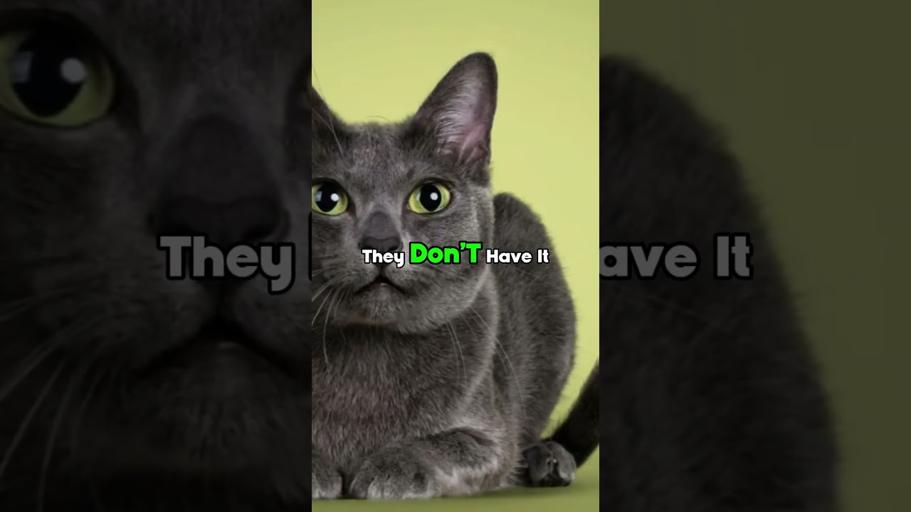 3 cat breeds that need warning #shorts