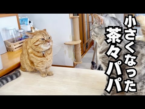 小さくなった茶々パパ #猫 #マンチカン