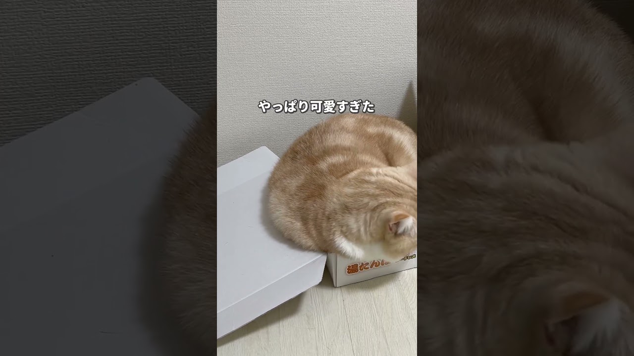 #猫 #ねこ #ブリティッシュショートヘア #スコティッシュフォールド #可愛い猫 #猫動画