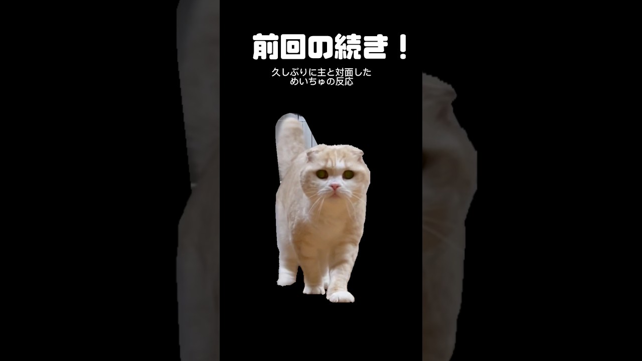 主と再会した猫の反応がこちらです#スコティッシュフォールド #猫 #バズ