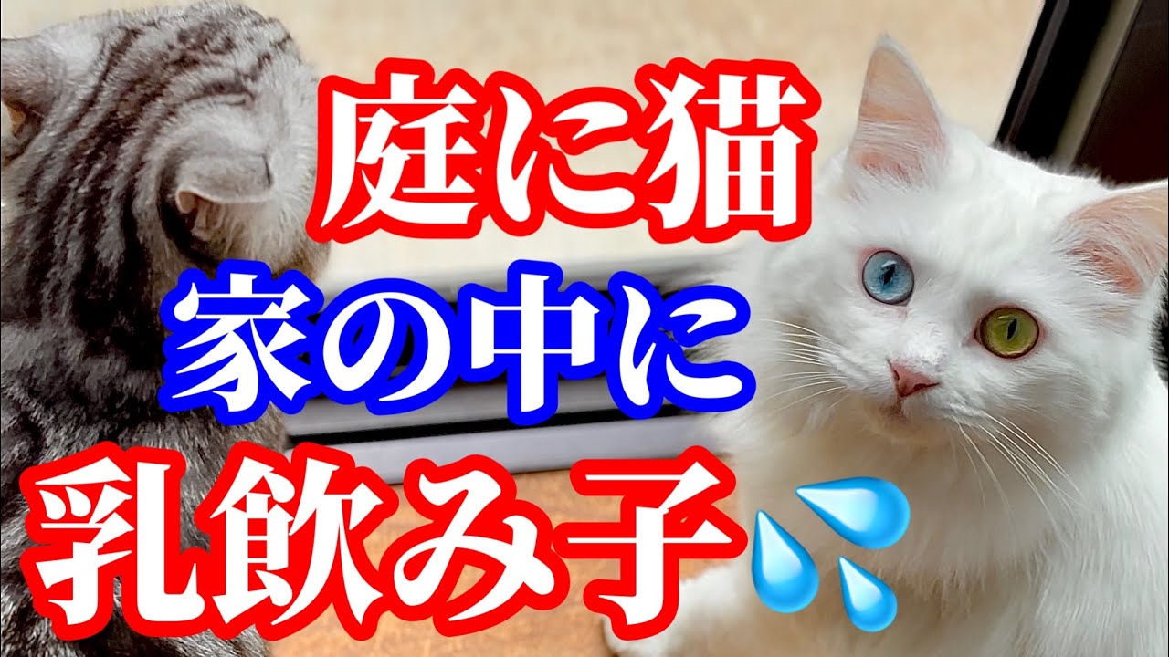 既に乳飲み子猫をお迎えしていました！