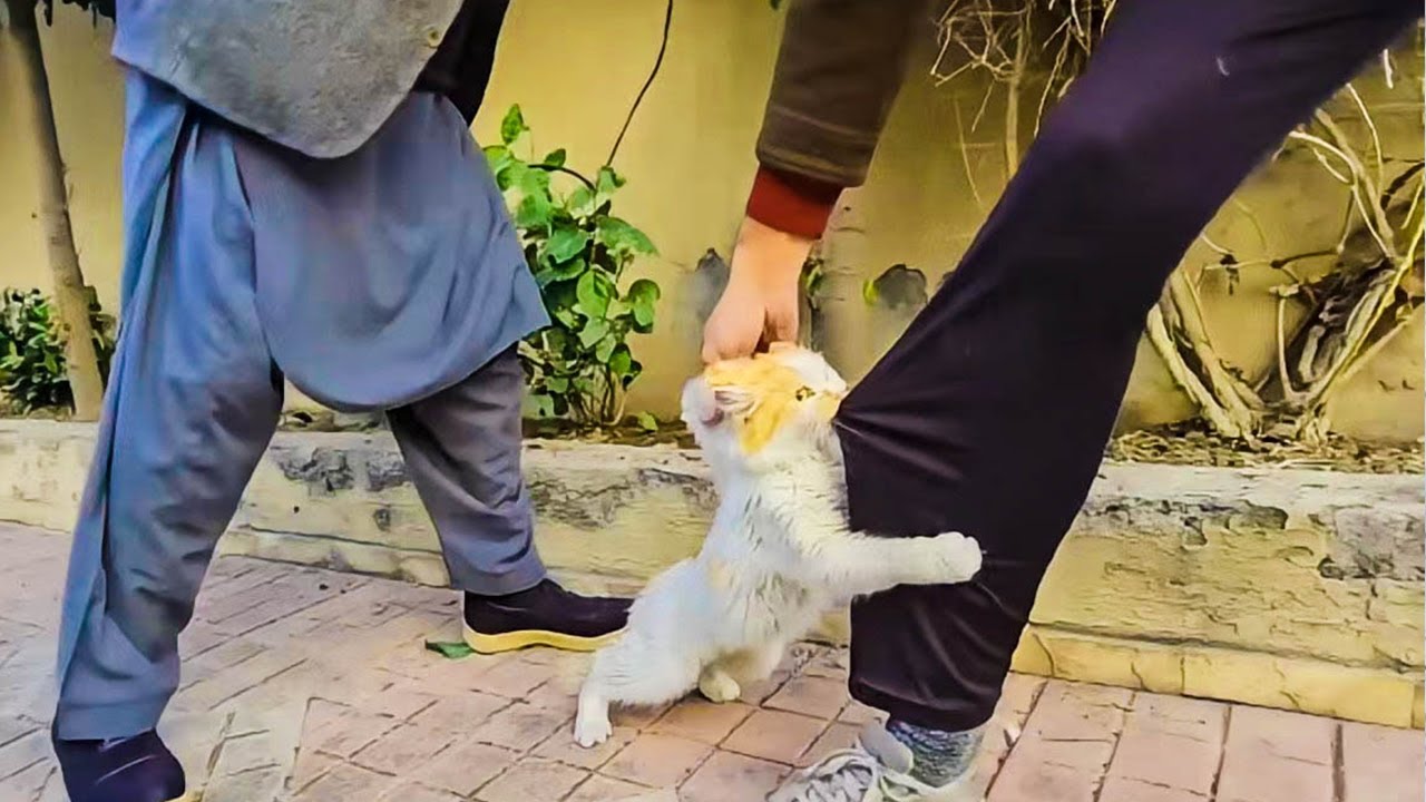 通行人の足にしがみつく母猫。瀕死の子猫のもとへ引きずり込もうと泣き叫び、懇願するような目に心を打たれた【感動】