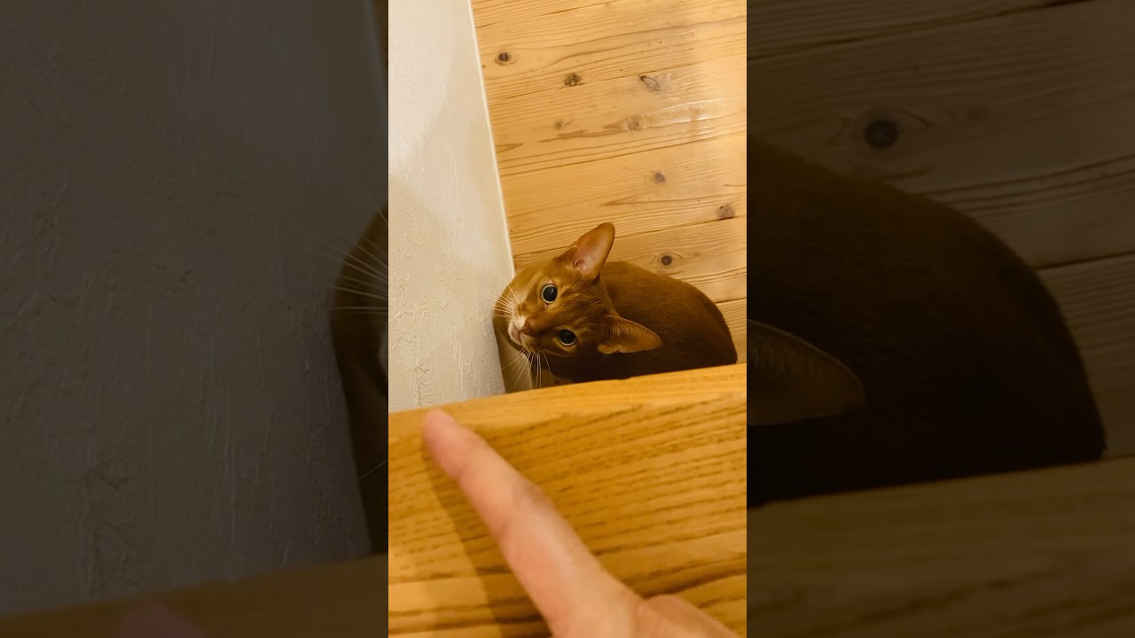 フィンガーパワー！#猫#こころ#アビシニアン#レッド#cat#abyssinian#red#finger#power