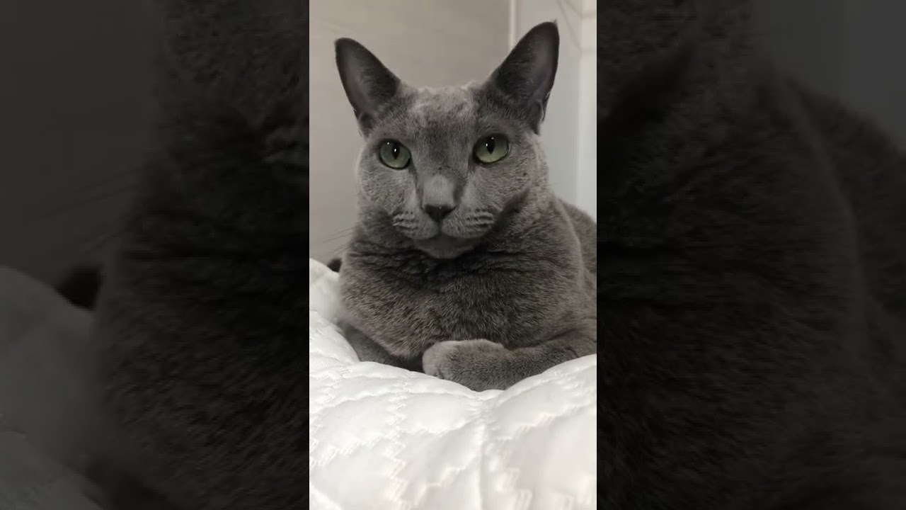 2022年11月19日　ぴんたろう日記