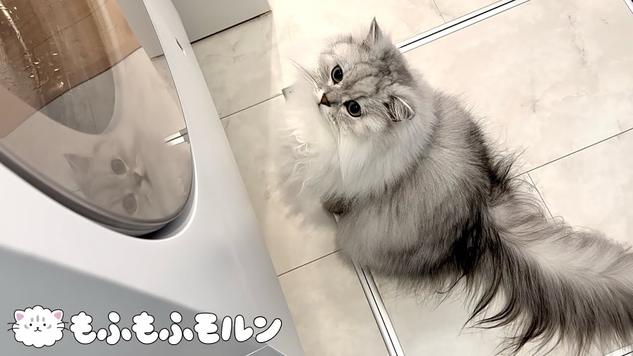 ドラム式洗濯機を初めて見た猫は… 【サイベリアン】