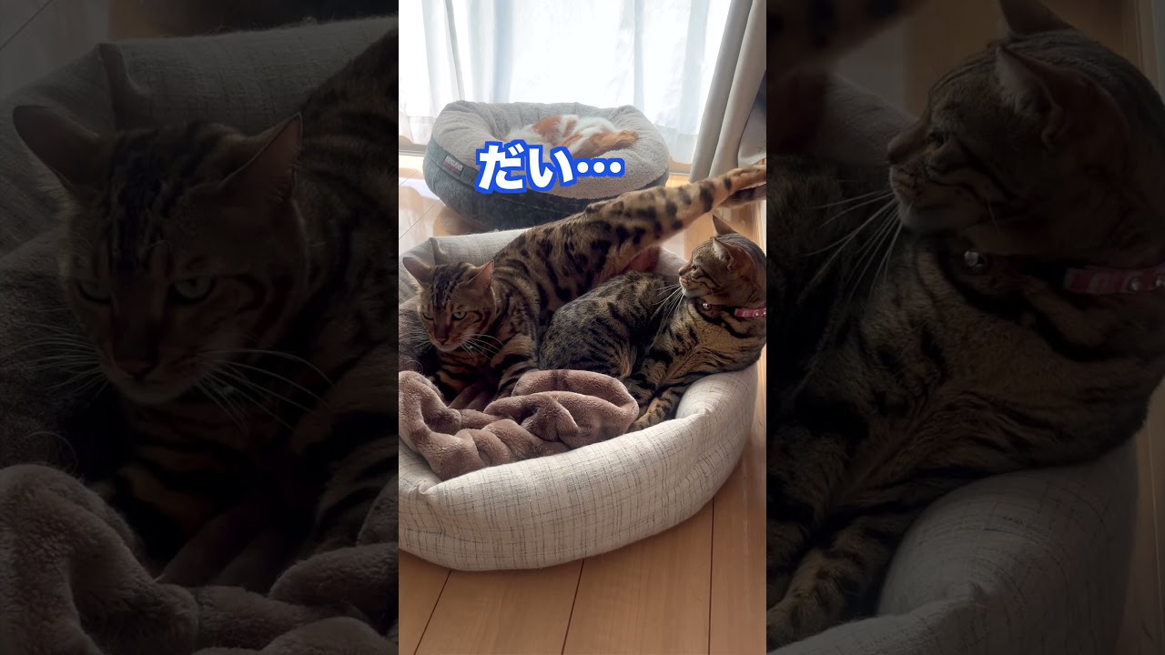 昼寝中に何度も起こされるベンガル猫#shorts