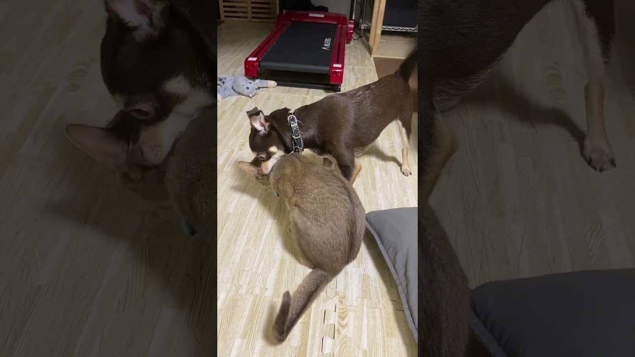 猫中毒の犬 やっぱり今日も怒られる #shorts #チワワ #アビシニアン #猫中毒