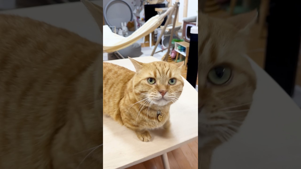 撃たれ役一筋の名優 #猫 #マンチカン #shorts