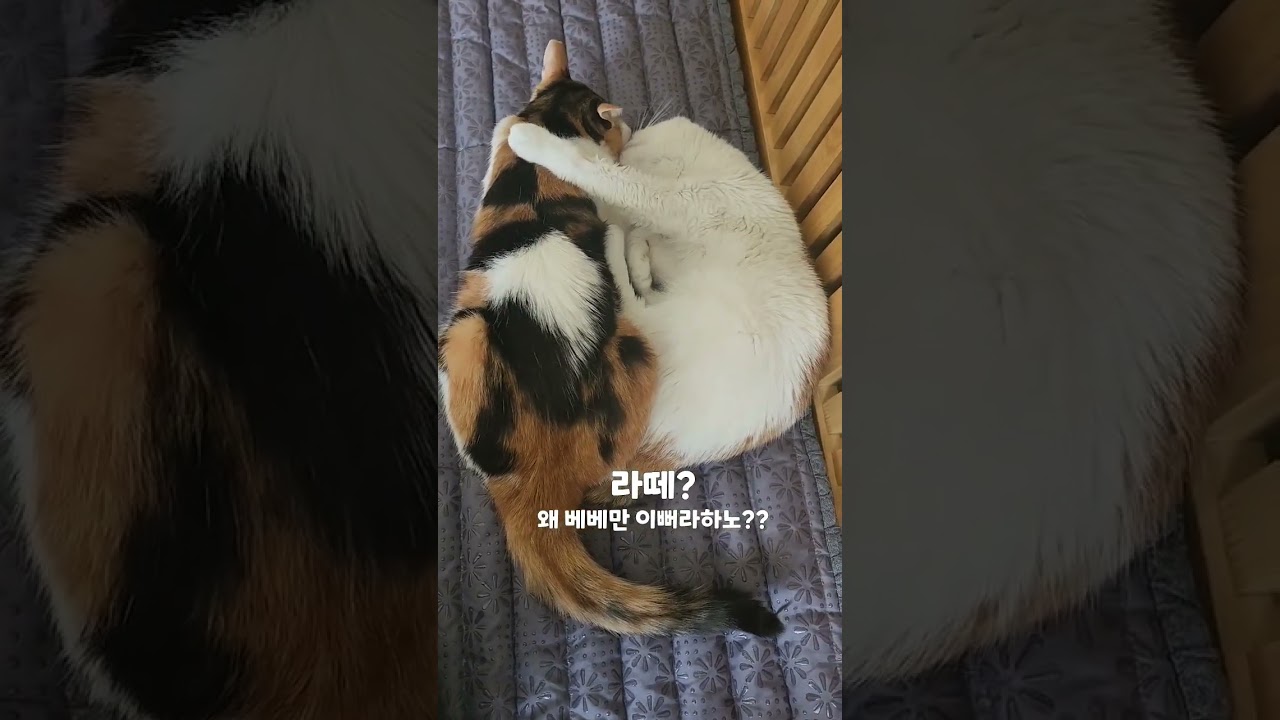 둘다 쭙쭙이전 시작되는 위맨스여요