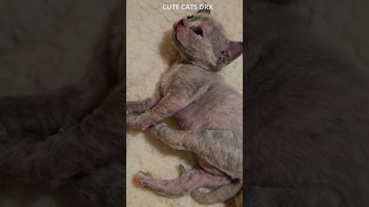 20 Day Old Kittens Devon Rex #shorts