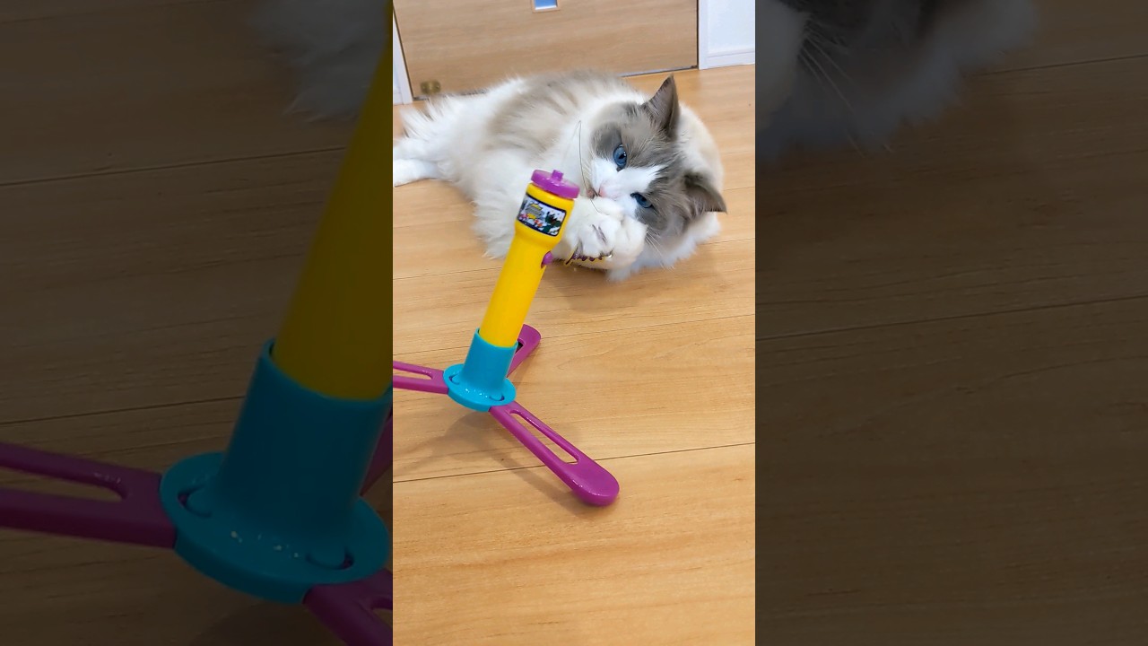 シャオルの日常 #ねこ #猫 #ラグドール