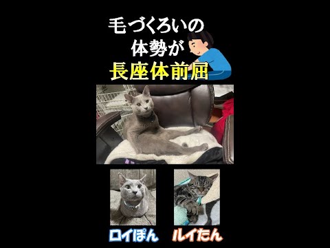 毛づくろいの体勢が長座体前屈な猫 #Shorts