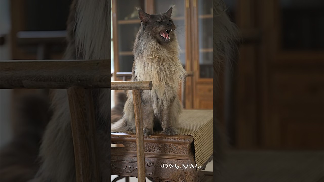 Where is my food hooman? #mainecoon #cat #mrvivo