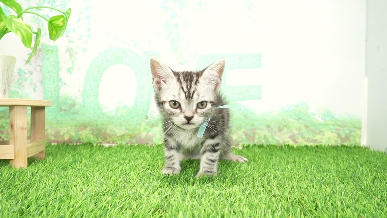 Coo&RIKU　No00674734 アメリカンショートヘアー