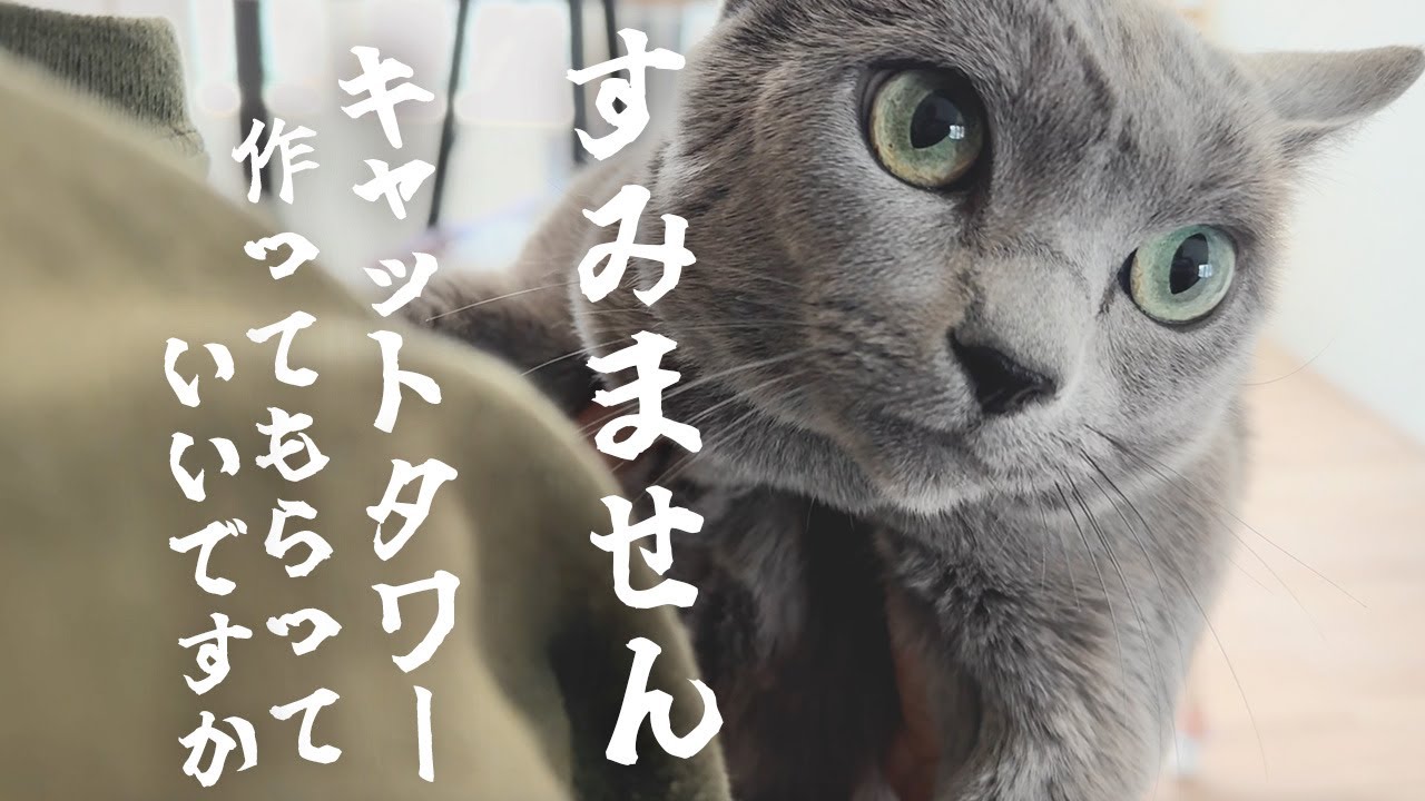 【DIY】久々にキャットタワーで遊んだロシアンブルーの反応は・・？！【作ってみた】
