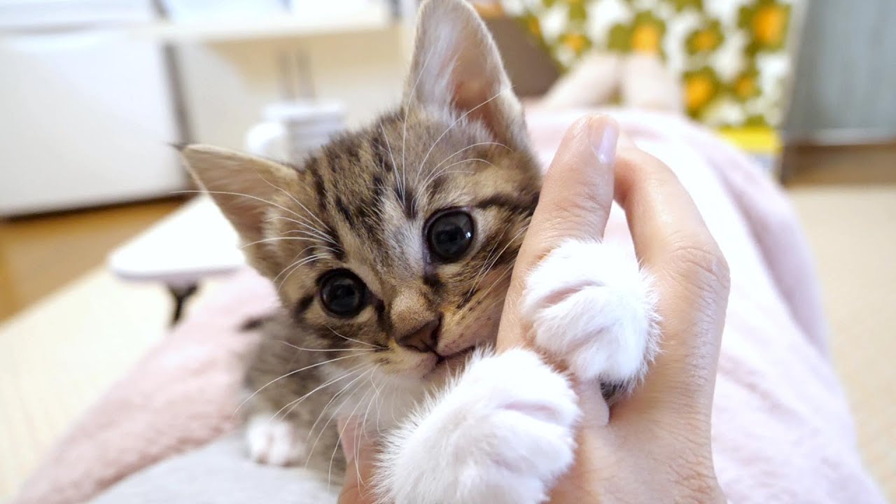 ママの指に闘いを挑む子猫がかわいすぎてもう‥・【赤ちゃん猫　保護猫】