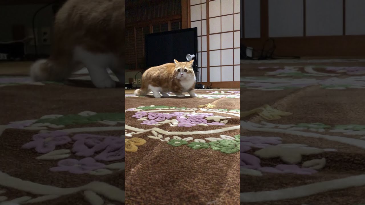 口を大きく開けたら急に威嚇してきた猫【マンチカン】