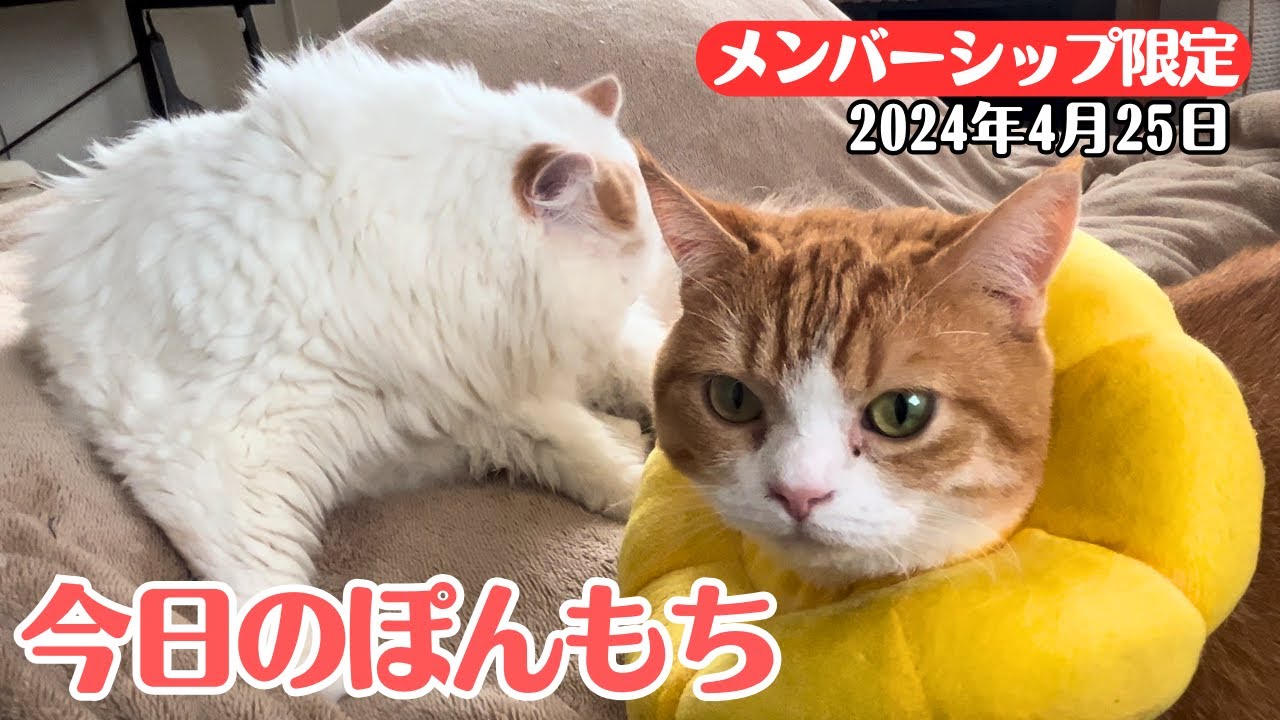 【特別公開】この動画は4月25日にメンバー限定で公開した動画です！
