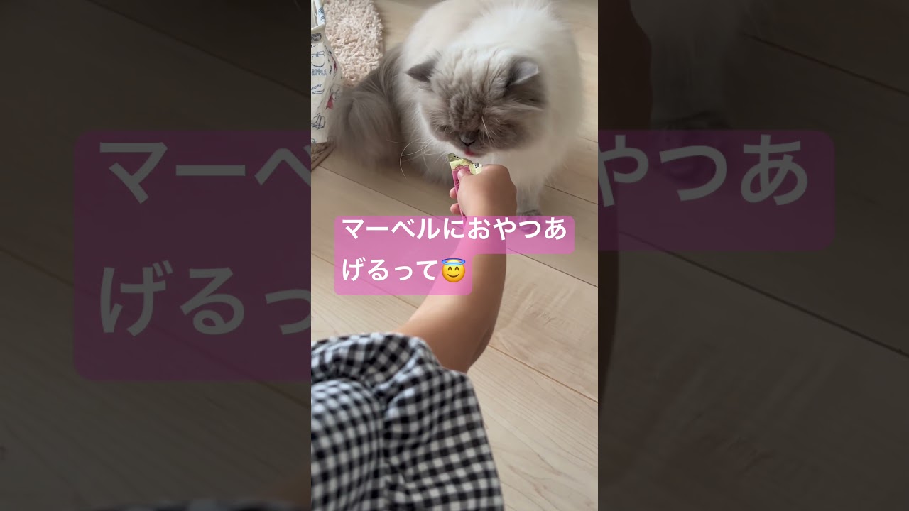 小さなお友達がヒマラヤンのマーベルにおやつあげてくれたよ🐈  #shorts #うちのにゃんこ #ねこ #マーベル #ヒマラヤン #cat #かわいい