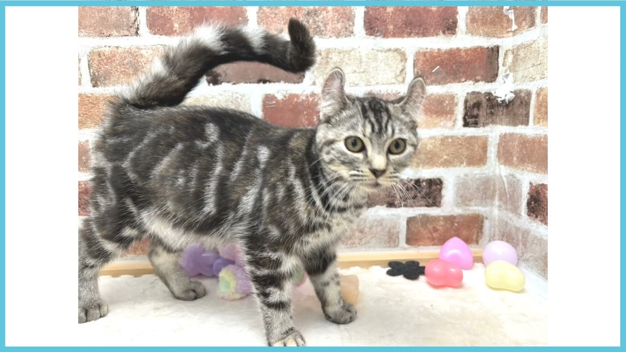 ペットショップCOO＆RIKU No00674691 アメリカンカール