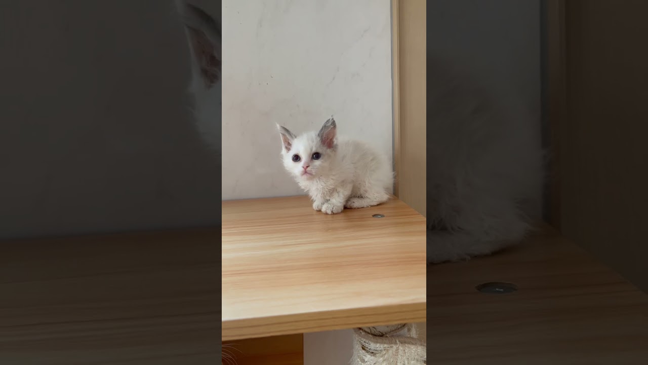 スクーカム巻き毛女の子🩷 【お問合せ詳細は説明欄に記載あります】 #スクーカム #ブリーダー直販 #マンチカン #ミヌエット #ラパーマ #子猫 #子猫販売 #猫 #猫のいる暮らし #猫動画