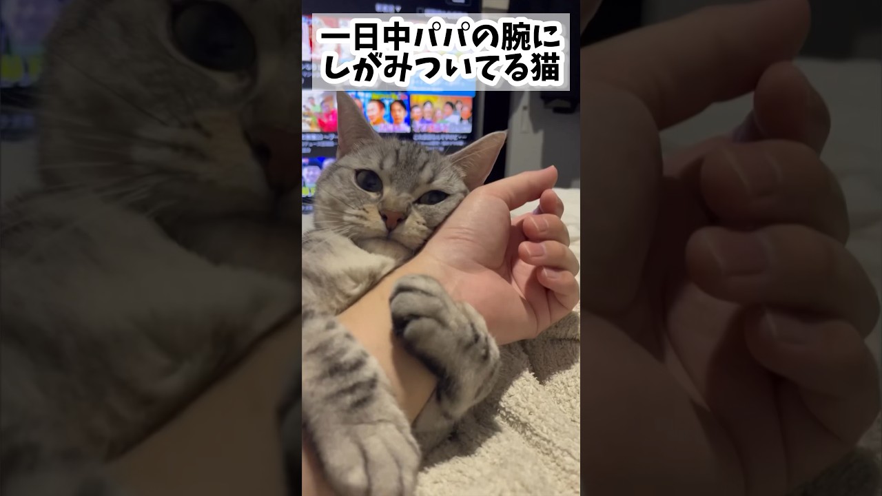 【猫動画】パパが好きすぎる猫と暮らすと大変ですwww#shorts