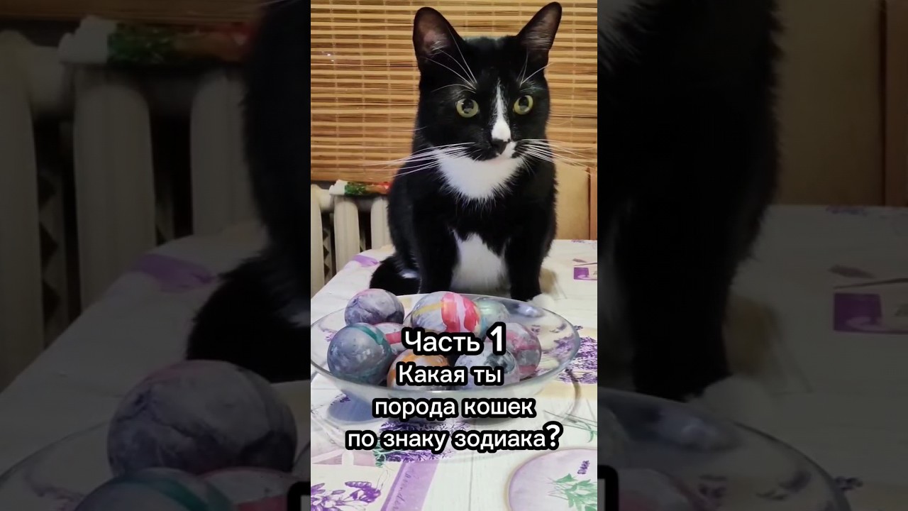 Какая ты порода кошек по знаку зодиака?😆 (Часть1) #cat #catsfacts