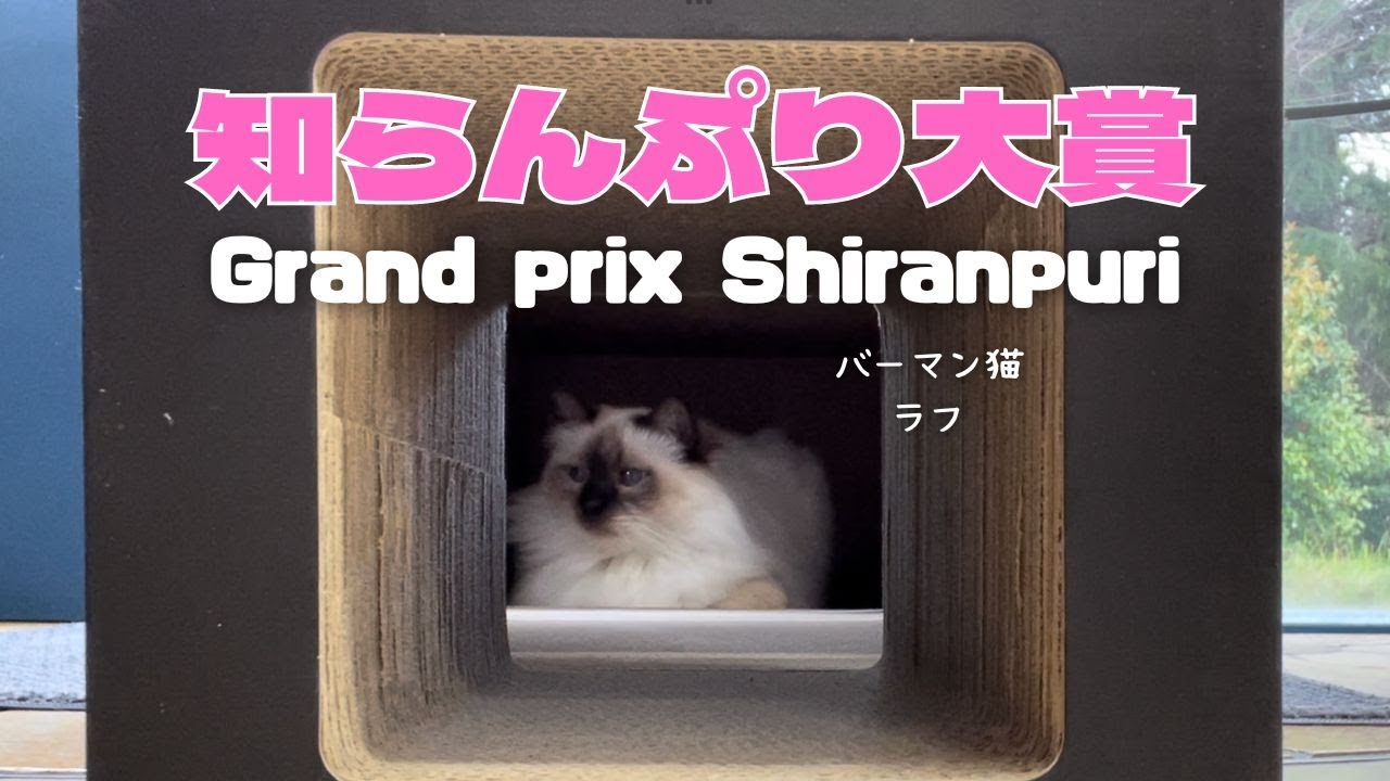 バーマン猫ラフ【知らんぷり大賞】Grand prix Shiranpuri（バーマン猫）Birman/Cat