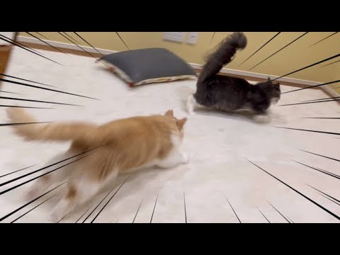 【バトル‼︎】挑発する弟ターキッシュアンゴラと、挑発に乗ってしまう兄ノルウェージャンフォレストキャットwww