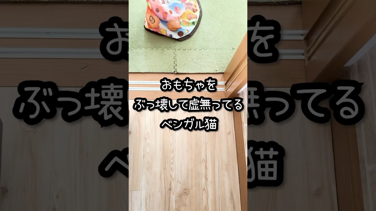 おもちゃをぶっ壊して虚無ってるベンガル猫