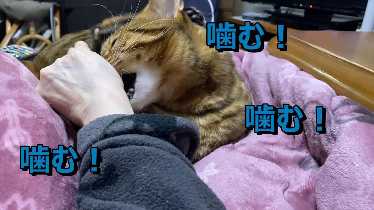 ピ－ピー鳴きながら襲って来る恐ろしいベンガル猫