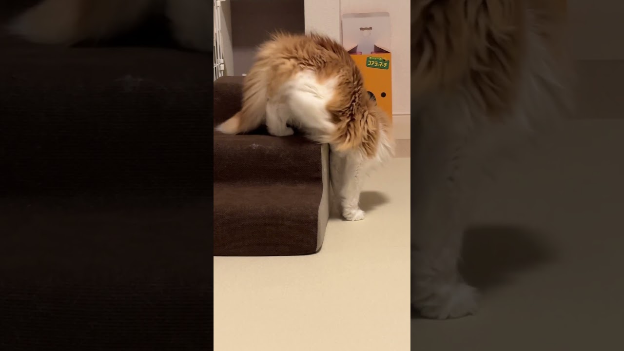 初めて自分の影見たのかな？笑　#cat #ラガマフィン #ragamuffin #猫のいる暮らし