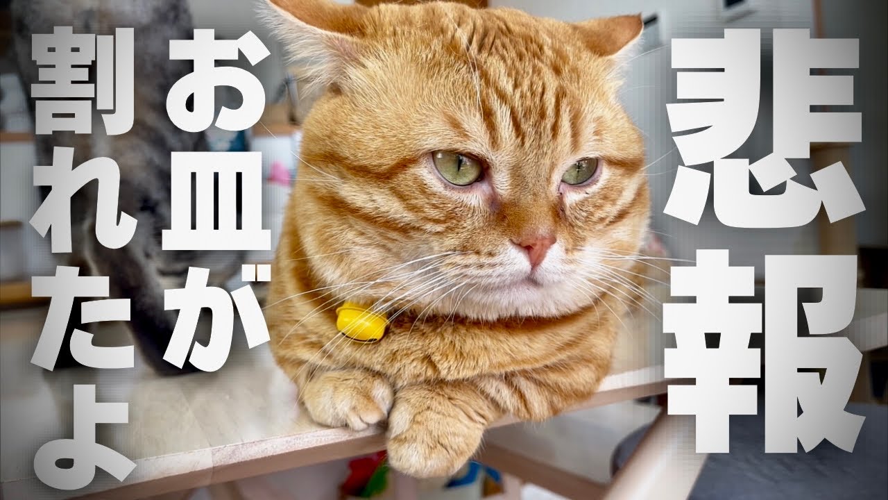 【悲報】いただきもののお皿が割れました... #猫 #マンチカン