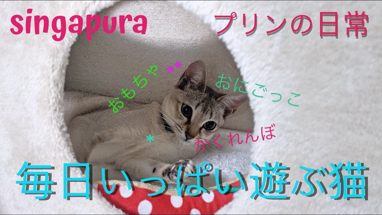 シンガプーラのプリン 毎日いっぱい遊ぶ猫 Cats playing a lot every day