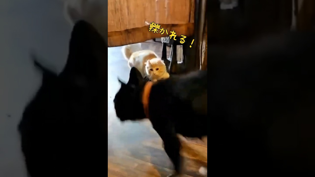 【キンカロー】犬に轢かれるそうになる毛玉【マンチカール】#キンカロー #猫