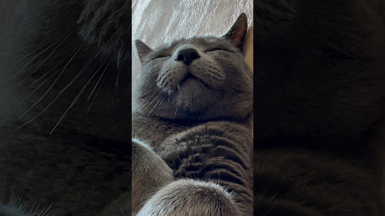 【ロシアンブルー】今日の転がるめろんです😊【猫】#shorts