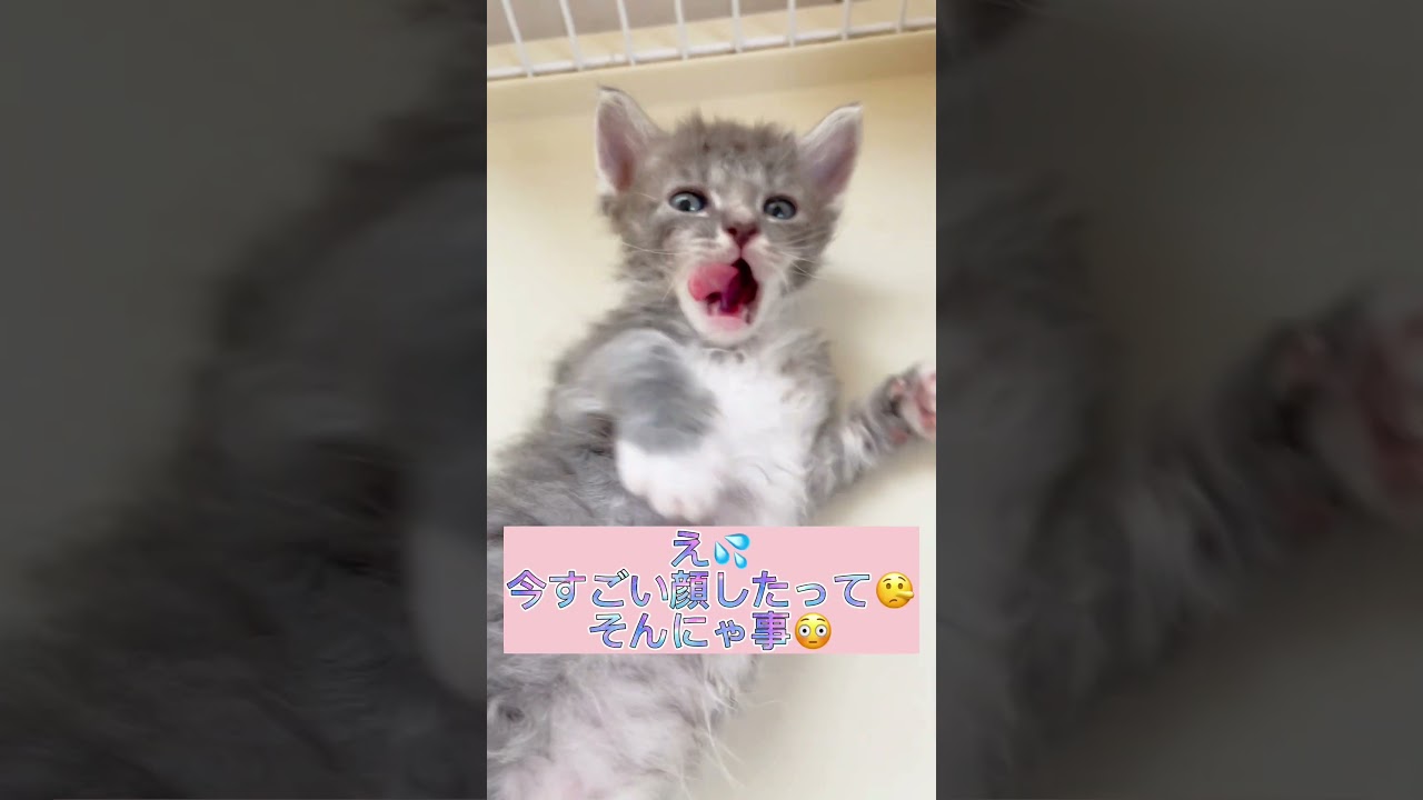 【くるくるパーマの猫ちゃん】ラパーマちゃん自己紹介♥️ 【お問合せ詳細は説明欄に記載あります】 #ブリーダー直販 #ラパーマ #猫 #猫のいる暮らし #子猫 #マンチカン #ラパーマ