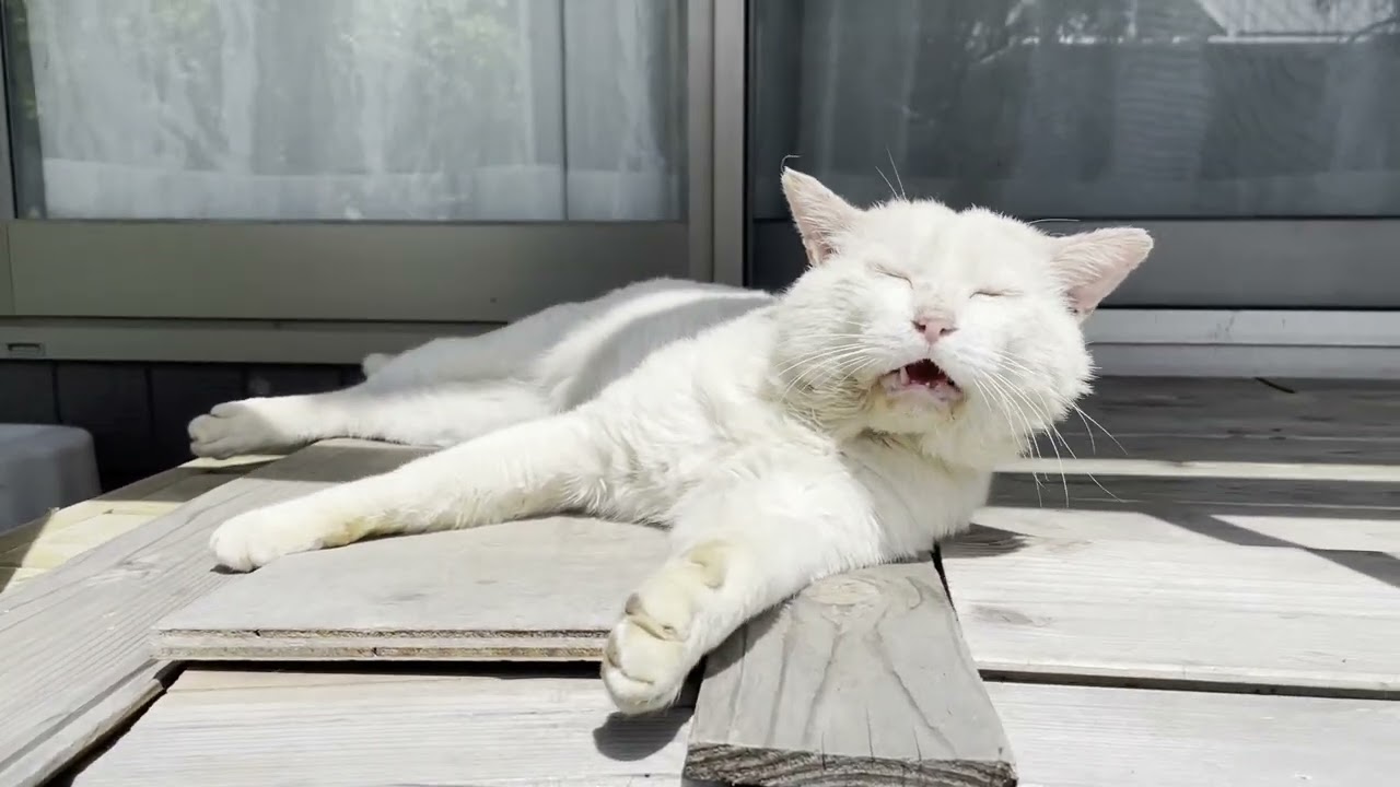 三毛母猫の旦那さんが縁側で日向ぼっこしていました…♡[三毛母猫の旦那]