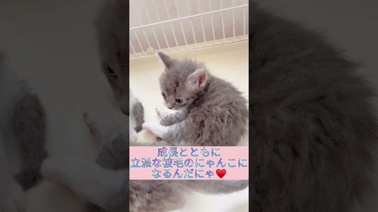 【ラパーマ】新入りベビーちゃん紹介☆【男の子】