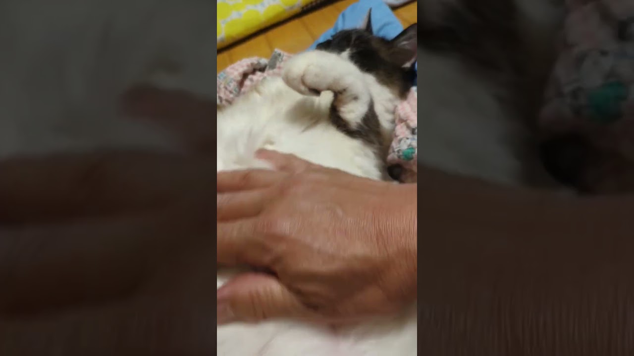 そらくん　今日の、お腹ナデナデ #shortsyoutube #スノーシュー