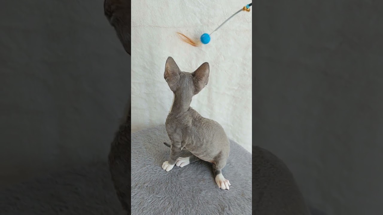 Elvin is a Cute Devon Rex Kitten