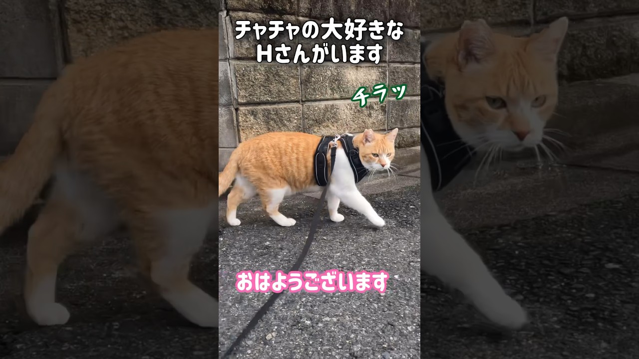大好きなおじちゃんに会ったときの猫の反応がこちら #元野良猫チャチャ#猫武将 #ねこ #ネコ#cat #チャチャ