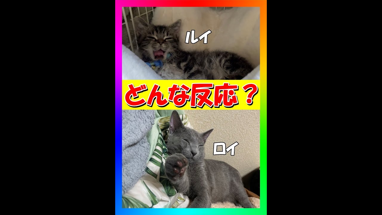 ハンモックで寝ている時に声をかけた時の猫たちの反応 #Shorts