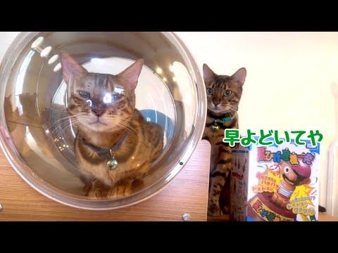 息子に宇宙船を全く譲る気がない父猫