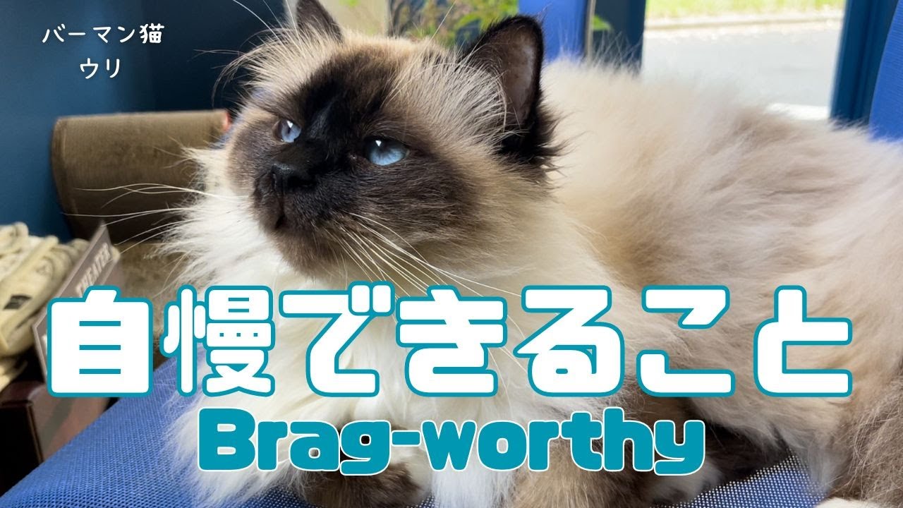 バーマン猫ウリとミカ【自慢できること】Brag-worthy（バーマン猫）Birman/Cat