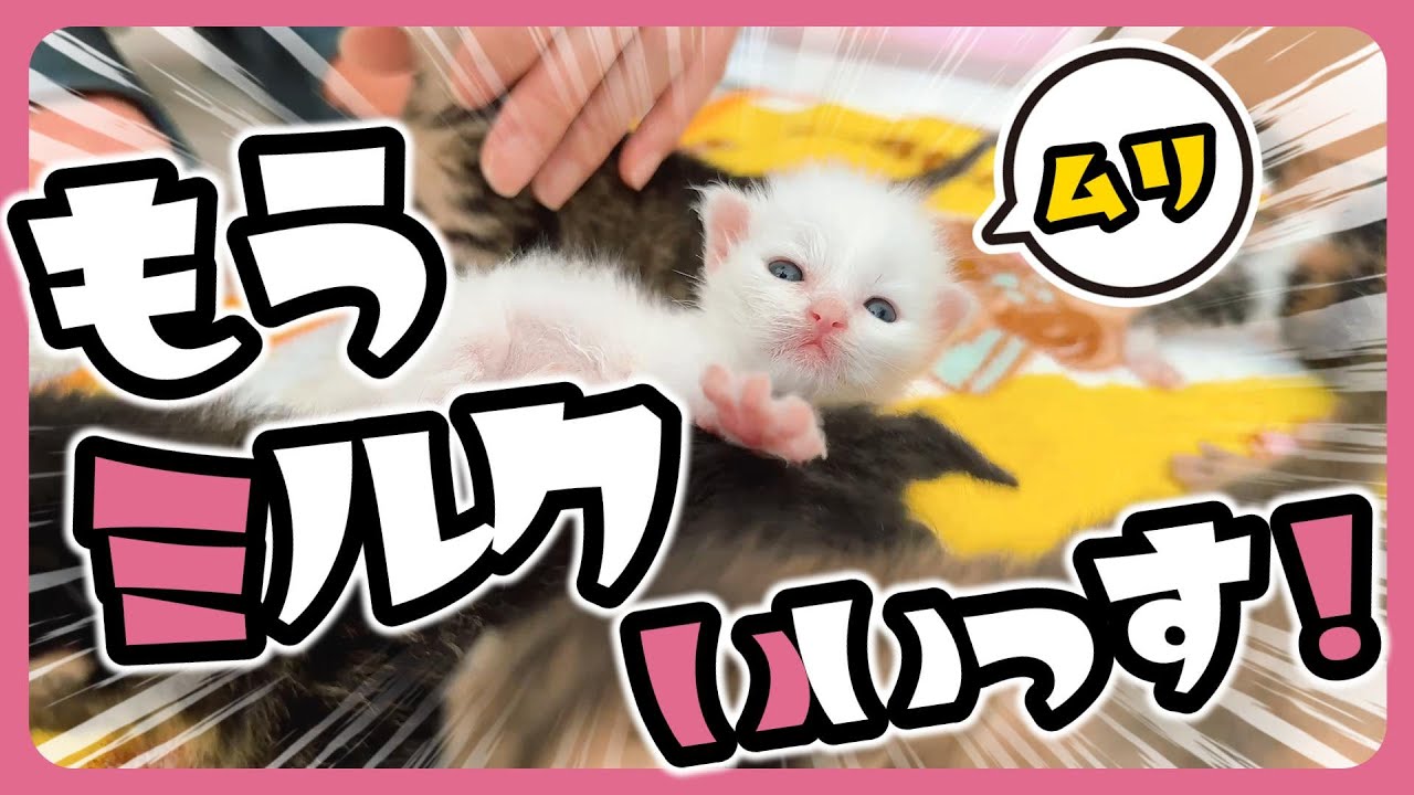 子猫 よこ耳 ピコピコ ふわふわもこもこ ミルクの飲み方がかわいすぎ みんなで飲むとたくさん飲めるよ～【保護猫生活5日目】