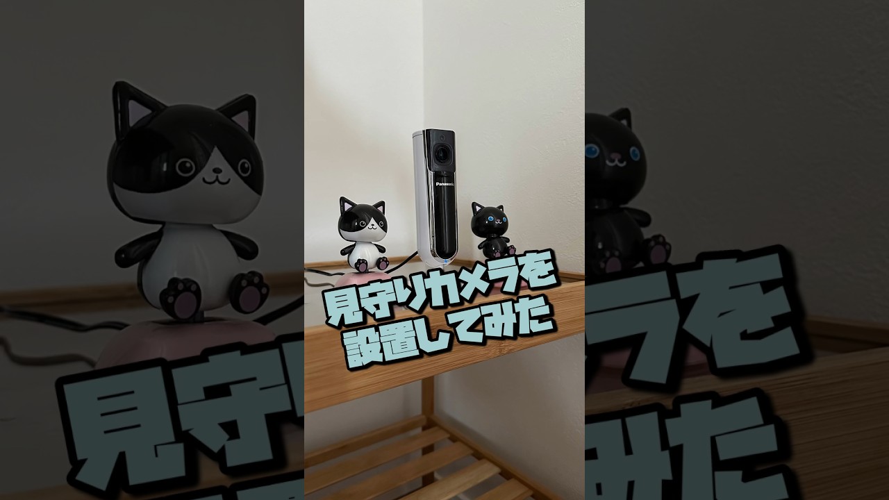 見守りカメラで甘えた猫に話しかけてみると #shorts