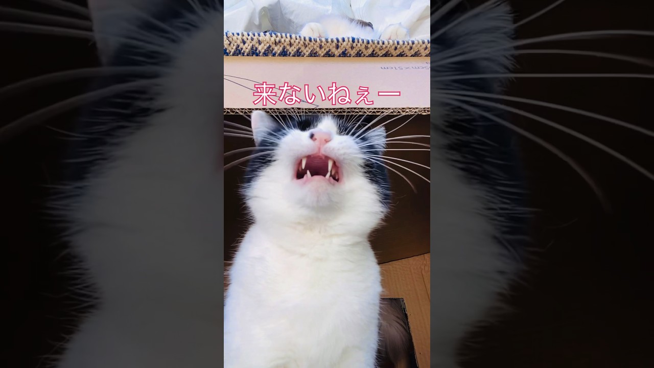【KIKI & anela】すずめさんと猫#猫 #ハチワレ #ラグドール #ルーティーン #shorts