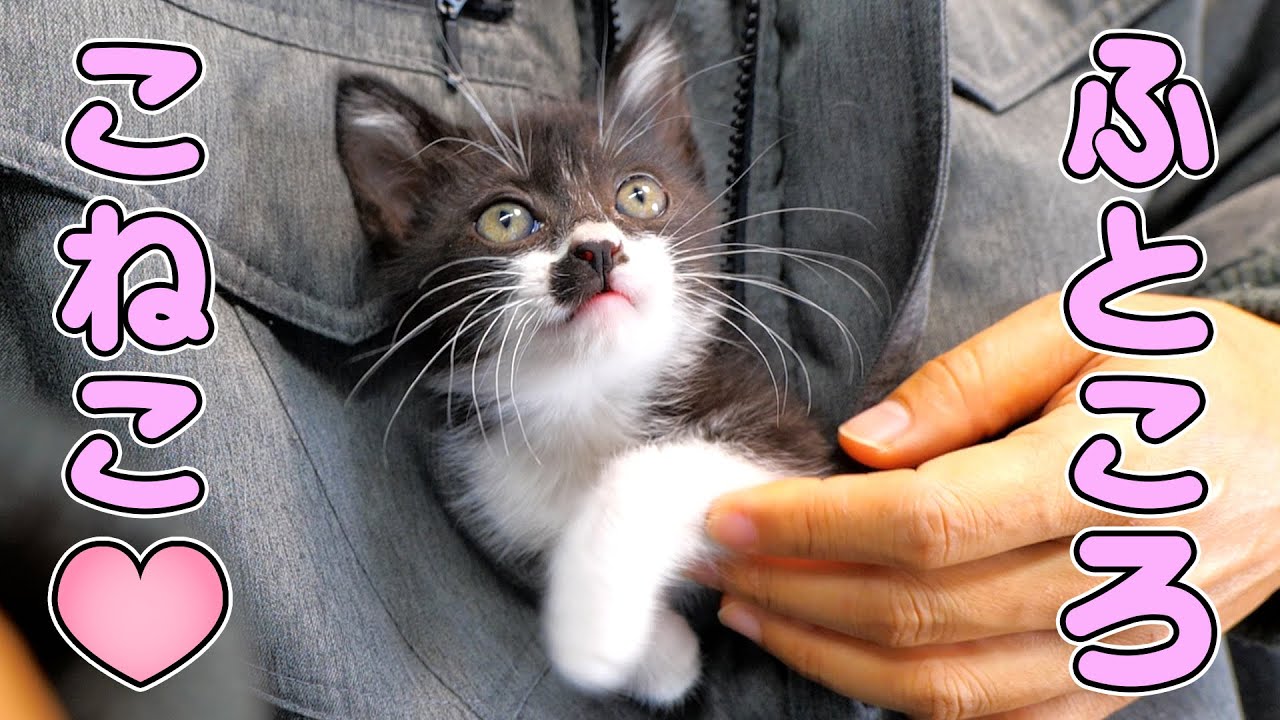 懐インした甘えん坊のあずきが可愛すぎた🐈💕【仲良し子猫姉妹の成長記録】